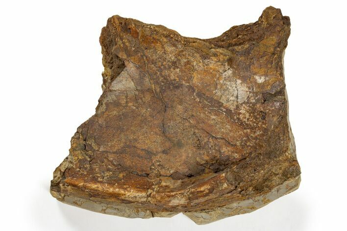 Hadrosaur Partial Ilium Bone in Sandstone - Wyoming #302733